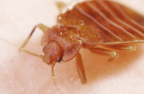 Pest Control - East Brunswick, NJ - A Bug Stop